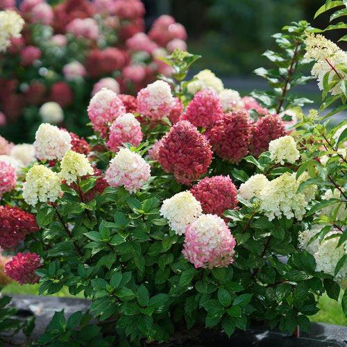 Hydrangea, Proven Winners® Little Lime Punch® Hydrangea