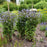 Clematis, Stand By Me Clematis