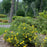 Cinquefoil, PW® Happy Face® Yellow Potentilla