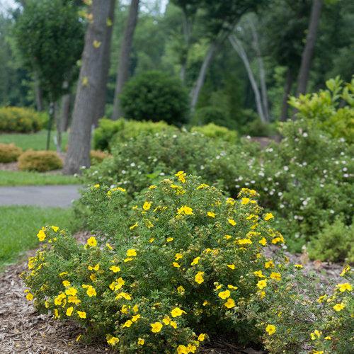 Cinquefoil, PW® Happy Face® Yellow Potentilla