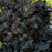 Coral Bells, Obsidian Coral Bells