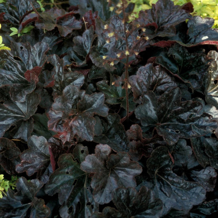 Coral Bells, Obsidian Coral Bells