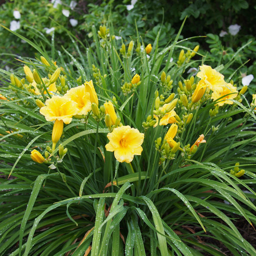 Daylily, Stella de Oro Daylily