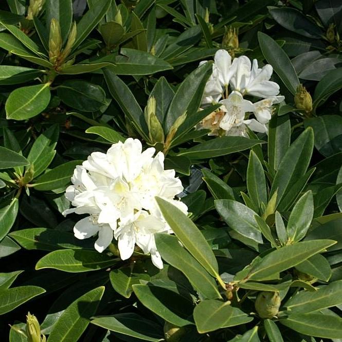 Rhododendron, Chionoides Rhododendron