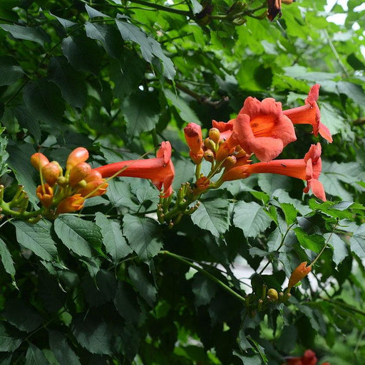 Trumpet Vine