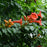 Trumpet Vine