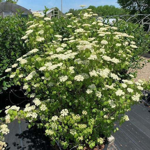 Viburnum, NativeStar® Plum Pudding Viburnum