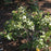 Sumac, Gro-Low Fragrant Sumac