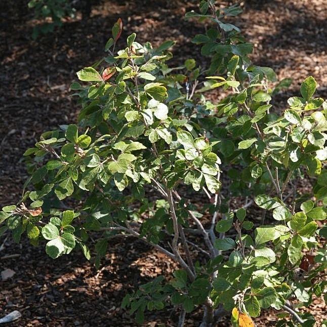 Sumac, Gro-Low Fragrant Sumac