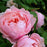 Rose, Brother Cadfael® Rose