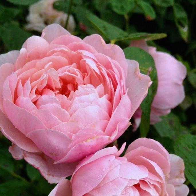 Rose, Brother Cadfael® Rose