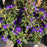 Rhododendron, Blue Baron Rhododendron