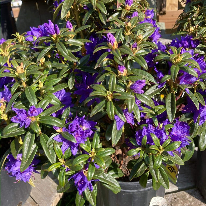 Rhododendron, Blue Baron Rhododendron