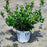 Chokeberry, PW® Low Scape Mound® Aronia