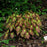 Bishop's Hat, Red Barrenwort