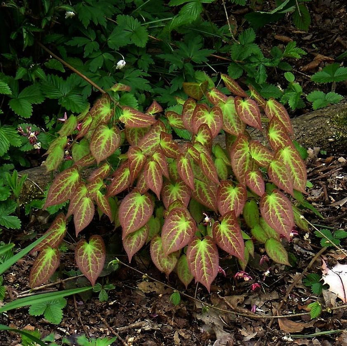 Bishop's Hat, Red Barrenwort