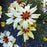 Tickseed, Lil' Bang™ Starlight Coreopsis