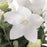 Balloon Flower, Astra White Balloon Flower