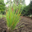 Grass, Standing Ovation Little Bluestem