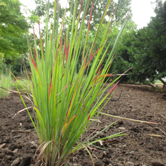 Grass, Standing Ovation Little Bluestem