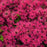 Bee Balm, PW® Leading Lady Razzberry Bee Balm