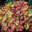 Hydrangea, Next Generation® Pistachio Hydrangea