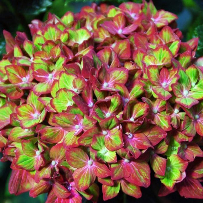Hydrangea, Next Generation® Pistachio Hydrangea
