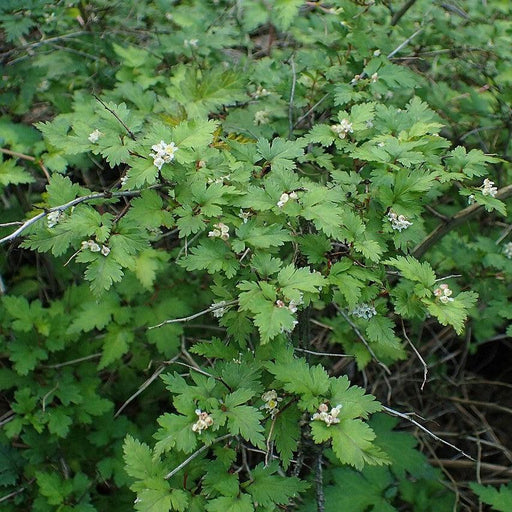 Stephanandra, Cutleaf Stephanandra