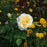Rose, The Pilgrim® Rose