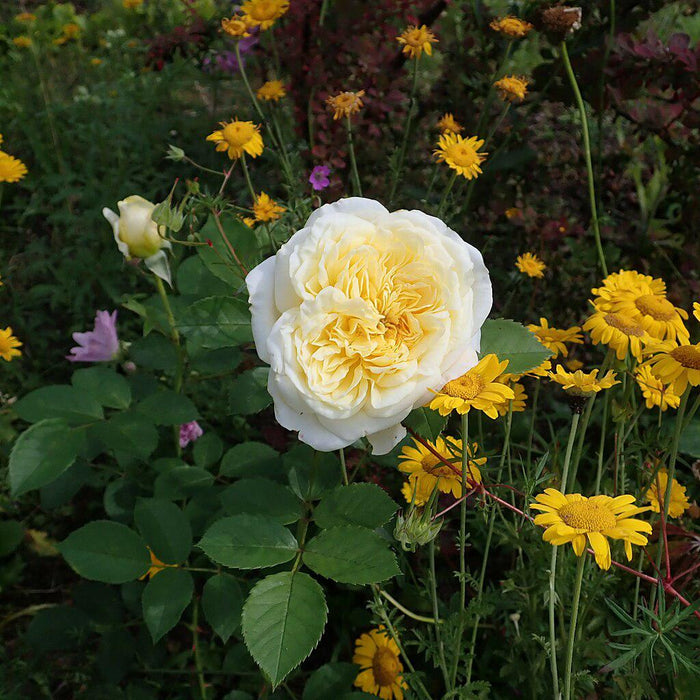 Rose, The Pilgrim® Rose