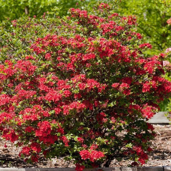 Azalea, First Editions Electric Lights Red Azalea