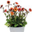 Avens, Tempo™ Fiesta Avens
