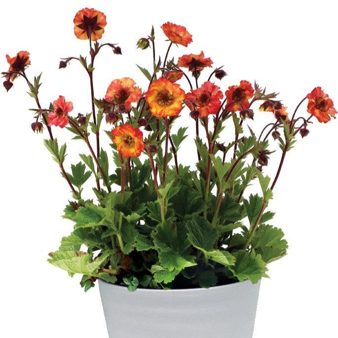 Avens, Tempo™ Fiesta Avens