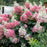 Hydrangea, Bloomin' Easy® Lava Lamp® Flare® Paniculata Hydrangea