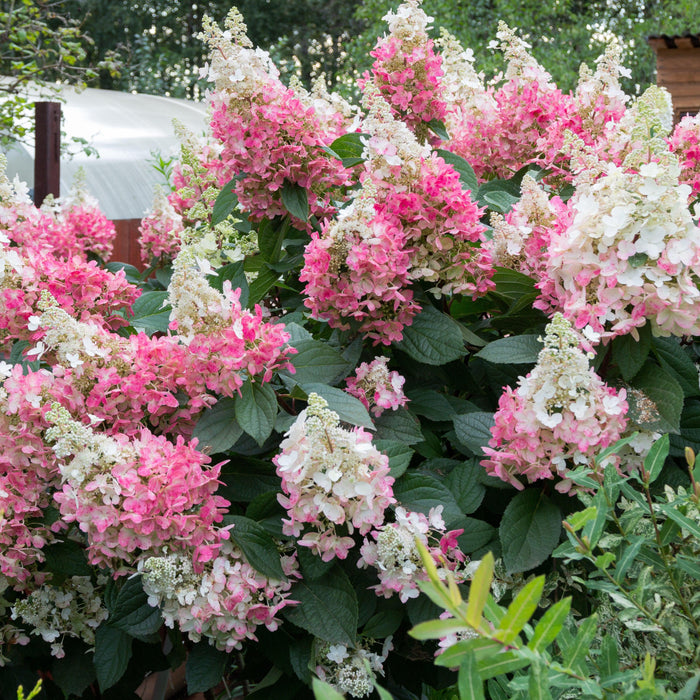 Hydrangea, Bloomin' Easy® Lava Lamp® Flare® Paniculata Hydrangea
