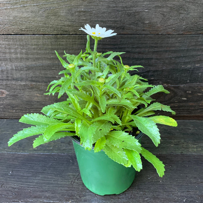 Shasta Daisy, Snowcap Shasta Daisy