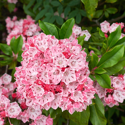 Mountain Laurel, Nipmuck Mountain Laurel