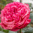 Rose, Loves Me, Loves Me Not™ Rose