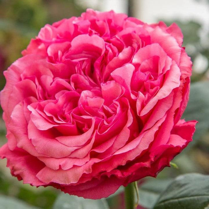 Rose, Loves Me, Loves Me Not™ Rose