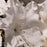 Azalea, Encore Autumn Lily Azalea