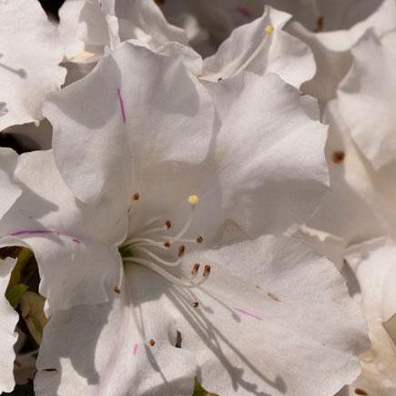 Azalea, Encore Autumn Lily Azalea