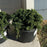 Juniper, Japanese Garden Juniper