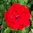 Rose, Paint The Town Rose