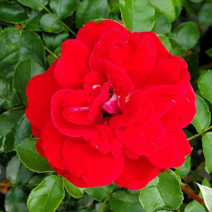 Rose, Paint The Town Rose