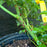 Rose, Coral Drift® Rose