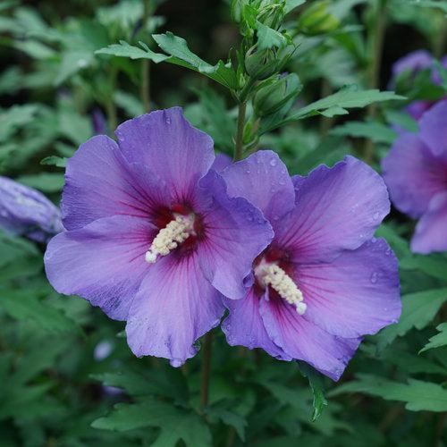 Hibiscus, Paraplu Violet® Rose of Sharon