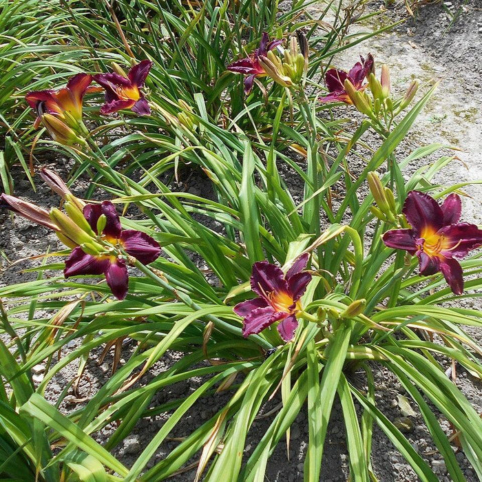 Daylily, Bela Lugosi Daylily
