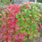 Viburnum, Wentworth Viburnum