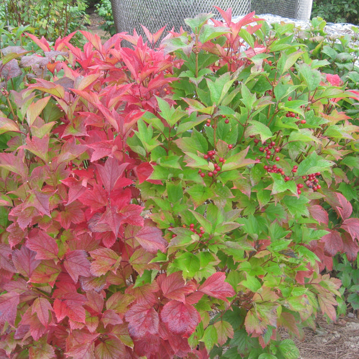 Viburnum, Wentworth Viburnum