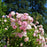 Rose, The Fairy Rose